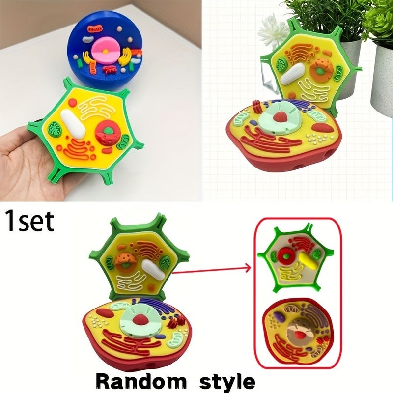 Colorful Animal And Plant Cell Anatomy Model 2pcs Educational Toy Set - Image 1