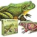Genius Games Bullfrog Animal Anatomy Floor Puzzle 100Piece Double Sided Jigsaw Puzzle LargeSized Over 4 Feet Scientifically Accurate Illustration of Frog Fun and Educational Toy for Kids Toddlers - Image 2