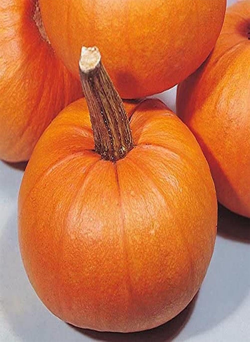 GGOOT 20Pcs Pumpkin Seeds Annual Trailing Vegetables The Elegant Colors Make It A Nice Decoration Create Unique Artistic Landscape - Image 1