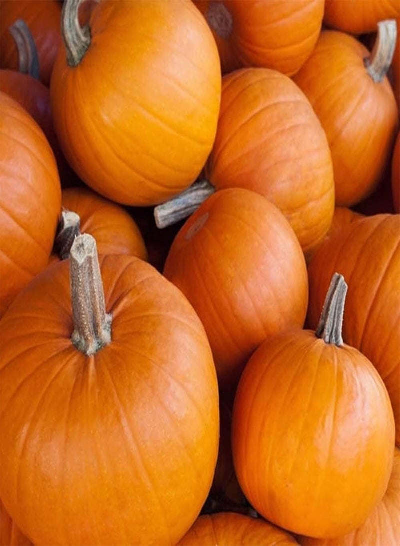 GGOOT 20Pcs Pumpkin Seeds Annual Trailing Vegetables The Elegant Colors Make It A Nice Decoration Create Unique Artistic Landscape - Image 2