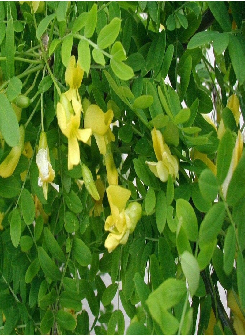 GGOOT Siberian Pea Tree, Caragana Arborescens by Heavy Torch, 25 Seeds  - Image 2
