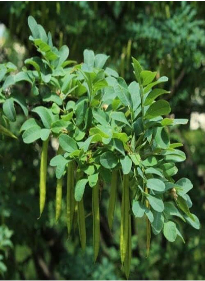 GGOOT Siberian Pea Tree, Caragana Arborescens by Heavy Torch, 25 Seeds  - Image 3