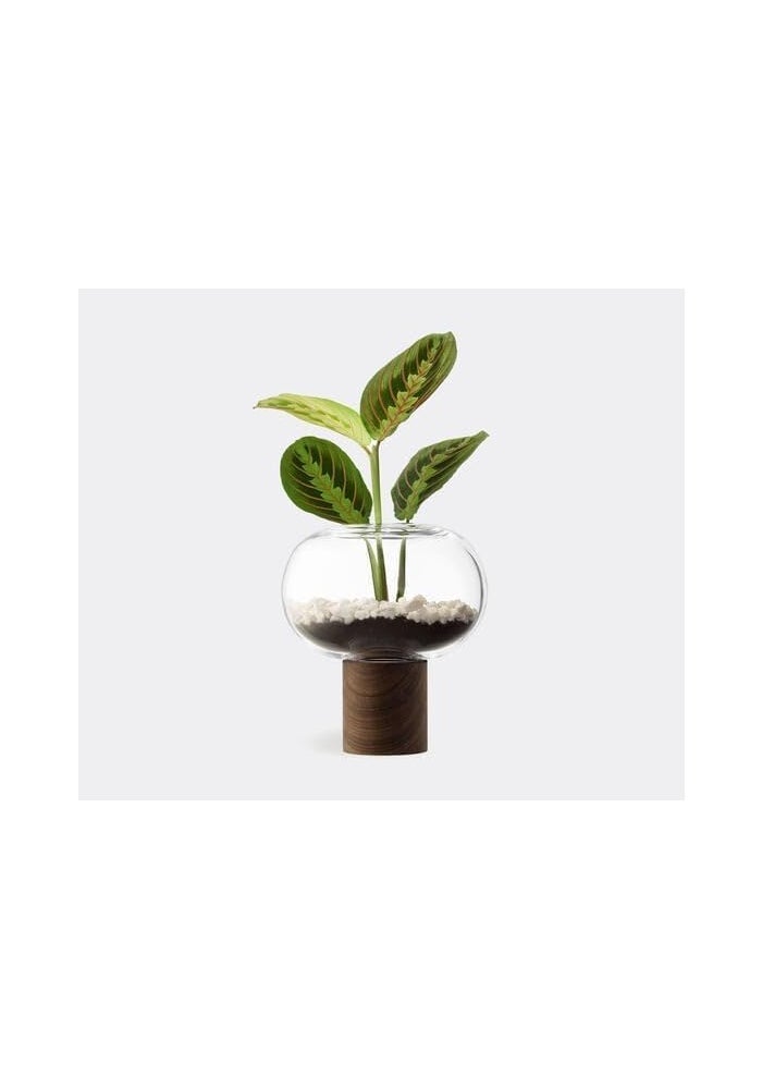 LSA Oblate Glass Vase with Walnut Base – Modern Home Décor H21.5cm x D19.5cm, Made in Poland - Image 2