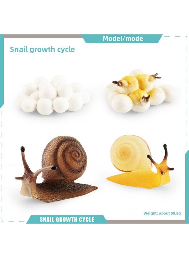 Generic Realistic Small Animal Model Toys Growth Life Cycle Frogs ...