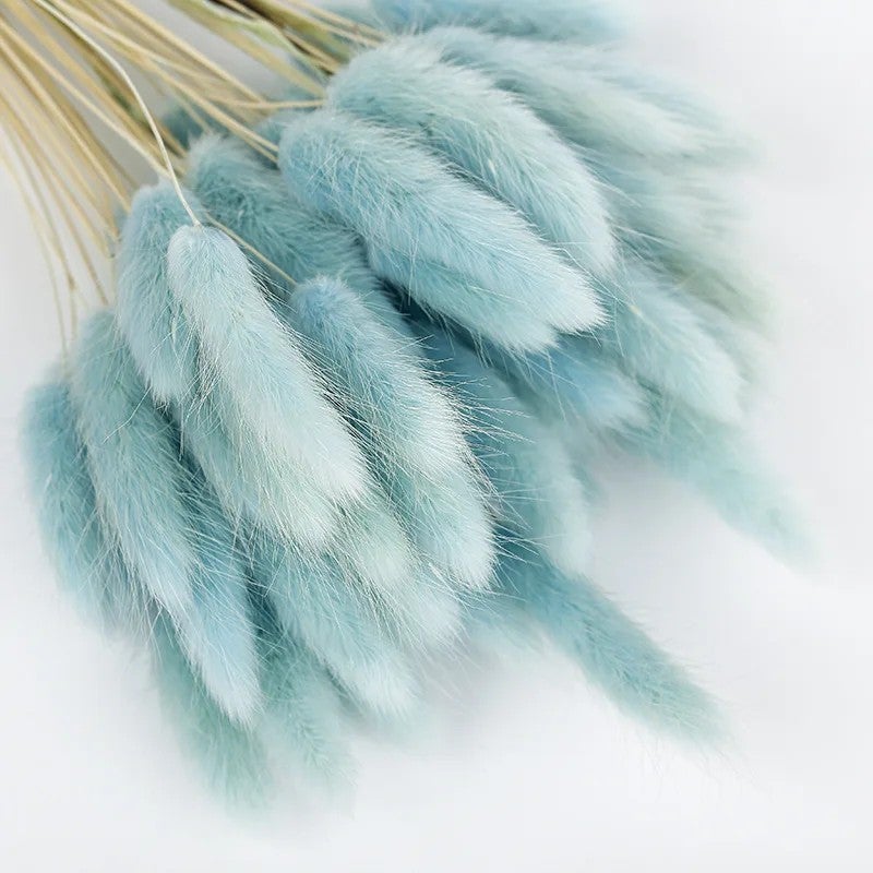 Bluejw Colorful Dried Bunny Tails Grass Pampas Plumes - Natural B-2619 Lagurus Ovatus, Dried Plants for Home Decor, Floral Arrangements - Image 1