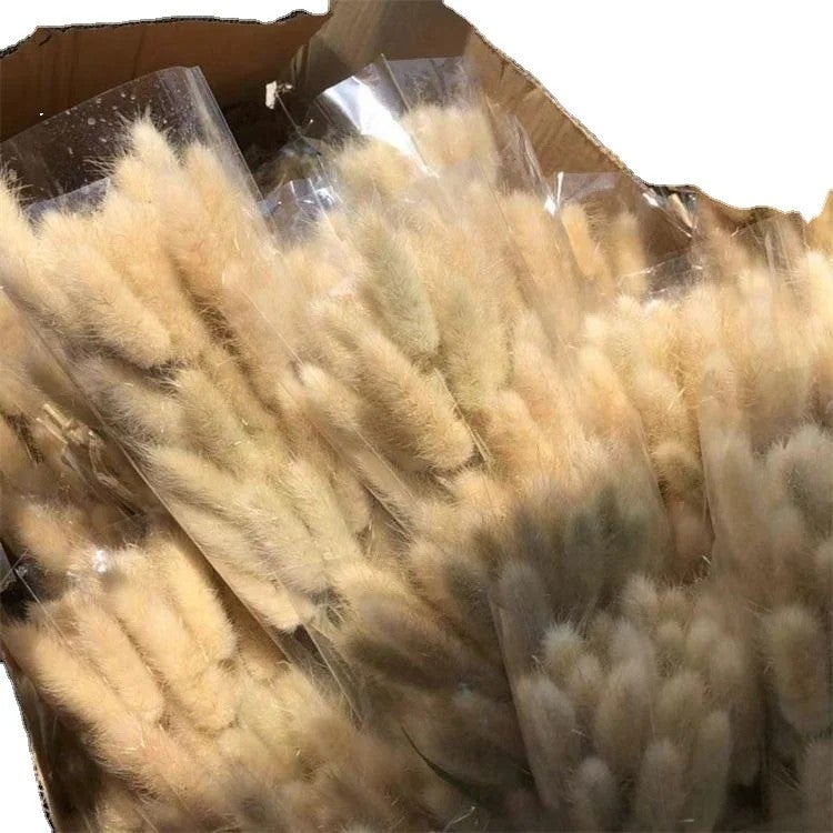 Bluejw Colorful Dried Bunny Tails Grass Pampas Plumes - Natural B-2619 Lagurus Ovatus, Dried Plants for Home Decor, Floral Arrangements - Image 3