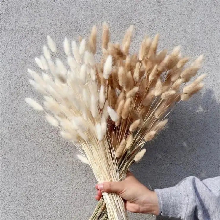 Bluejw Colorful Dried Bunny Tails Grass Pampas Plumes - Natural B-2619 Lagurus Ovatus, Dried Plants for Home Decor, Floral Arrangements - Image 2
