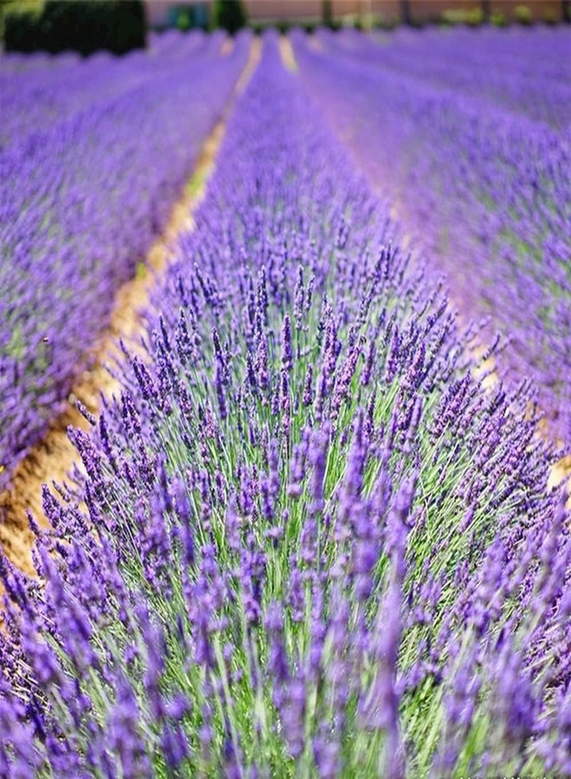 GGOOT 200Pcs Lavender Seeds Purple Flowers Exude A Strong Fragrance Loved by Gardeners and Beginners Easy Planted Bring A Sense of Accomplishment - Image 2