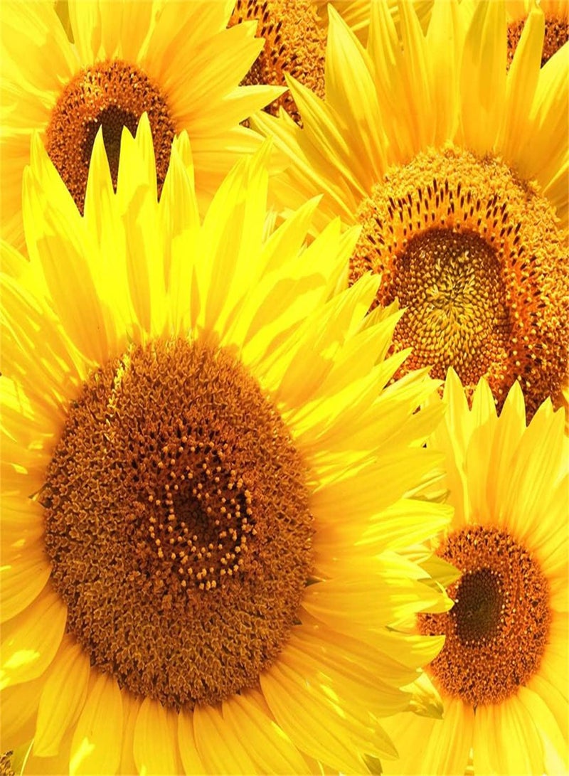 جي جوت مجموعة بذور عباد الشمس المستوردة للزراعة في الحديقة - المملكة المتحدة - 100 قطعة - Image 2