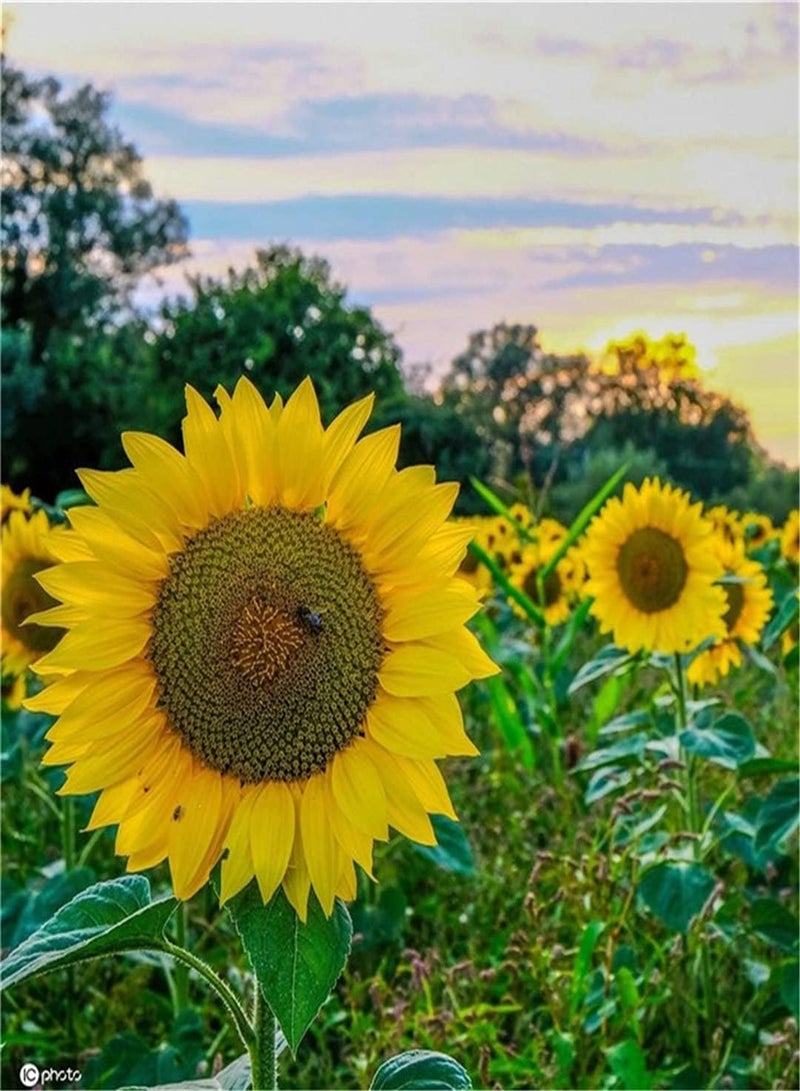 جي جوت مجموعة بذور عباد الشمس المستوردة للزراعة في الحديقة - المملكة المتحدة - 100 قطعة - Image 3