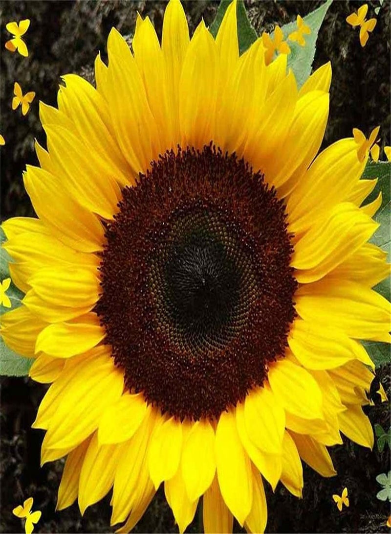 جي جوت مجموعة بذور عباد الشمس المستوردة للزراعة في الحديقة - المملكة المتحدة - 100 قطعة - Image 1