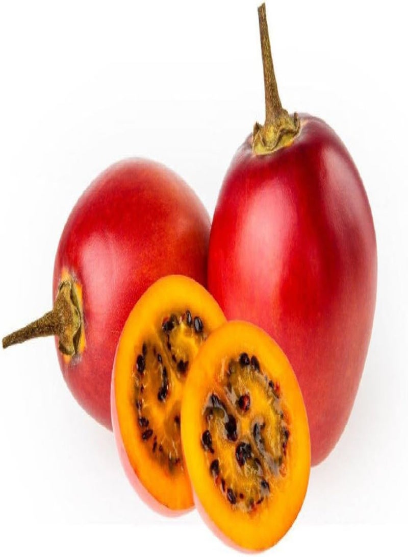 جي جوت شجرة الطماطم تامامورو بذور الطماطم دي أربول 35 قطعة - Image 3