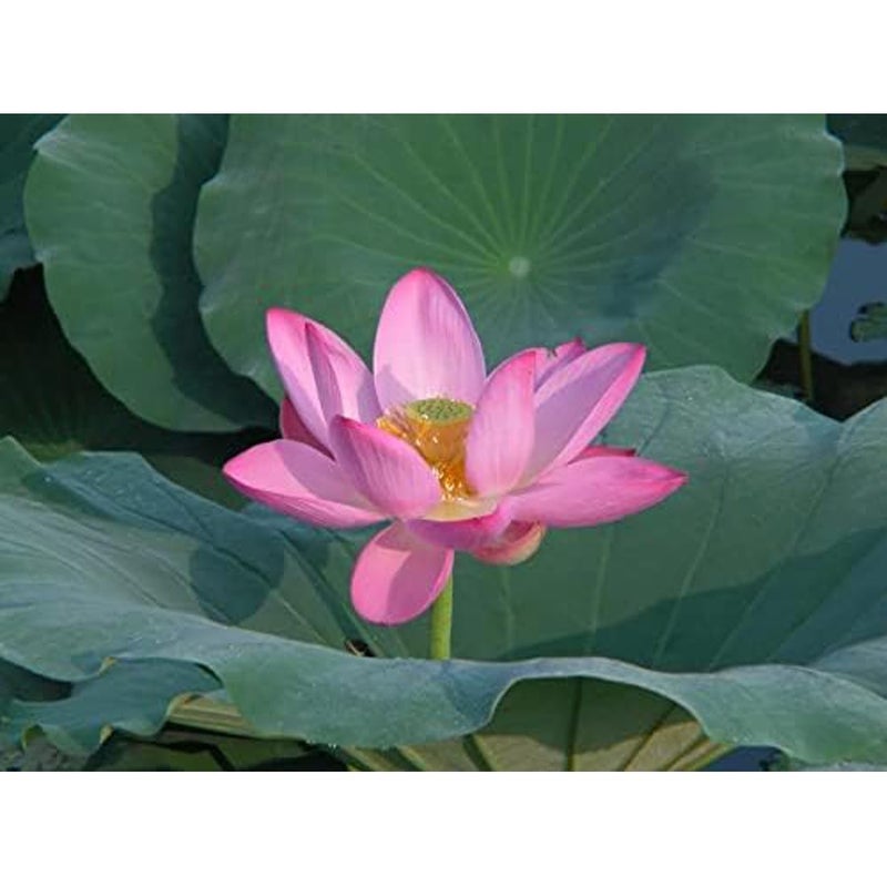 Saara HERBAL FRESH Saara HERBAL FRESH Lotus Flower Powder Pink 70g Thamarai Poo Kamal Powder For Face Skin and Hair Pack of 1 x 70g  - Image 4