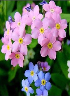 GGOOT 50pcs Mixed Color Forget-Me-Not Seeds Each of the plants would like is low-maintenance Easy to cut bouquets to cultivate to cultivate planting interests  - Image 1