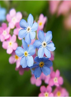 GGOOT 50pcs Mixed Color Forget-Me-Not Seeds Each of the plants would like is low-maintenance Easy to cut bouquets to cultivate to cultivate planting interests  - Image 2