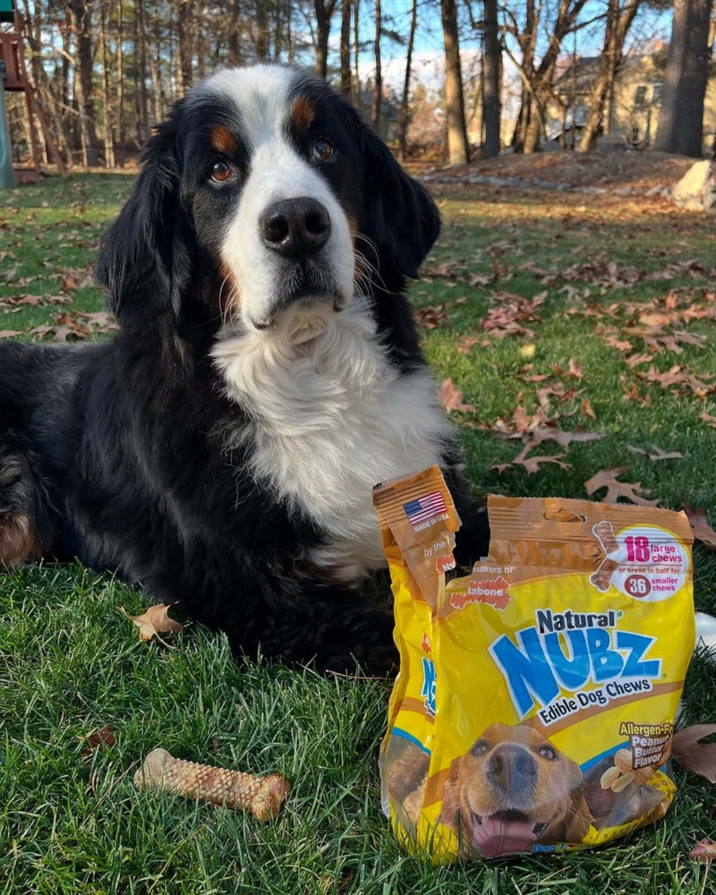 Nylabone Nubz Natural Dog Chews, Peanut Butter Flavor Treats for Large Dogs, Long Lasting Dog Chew Bones Made in the USA, Rawhide Free, for Dogs Over 30 lbs. (18 Count) - Image 5