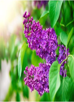 GGOOT Purple Lilac Seeds for Planting - 50 Seeds - Stunning Purple Flowers, Great for Landscaping or Bonsai Specimen  - Image 1