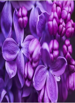 GGOOT Purple Lilac Seeds for Planting - 50 Seeds - Stunning Purple Flowers, Great for Landscaping or Bonsai Specimen  - Image 2