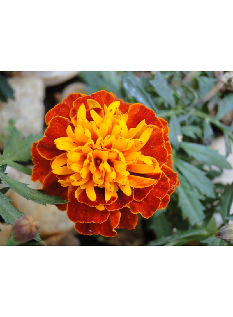 vsell24 Majestic Maidenhair Marigold Seeds Elegant Blooms for a Lush Garden 3-Pack - Image 4