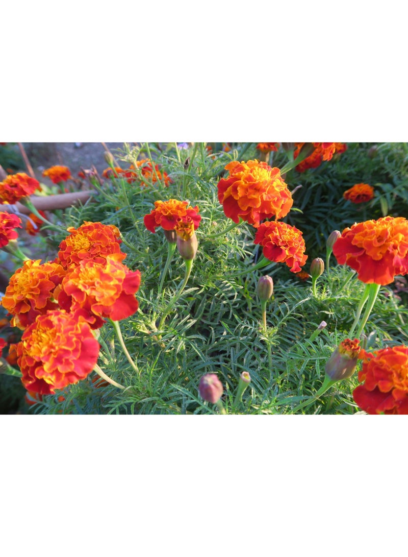 vsell24 Majestic Maidenhair Marigold Seeds Elegant Blooms for a Lush Garden 3-Pack - Image 5