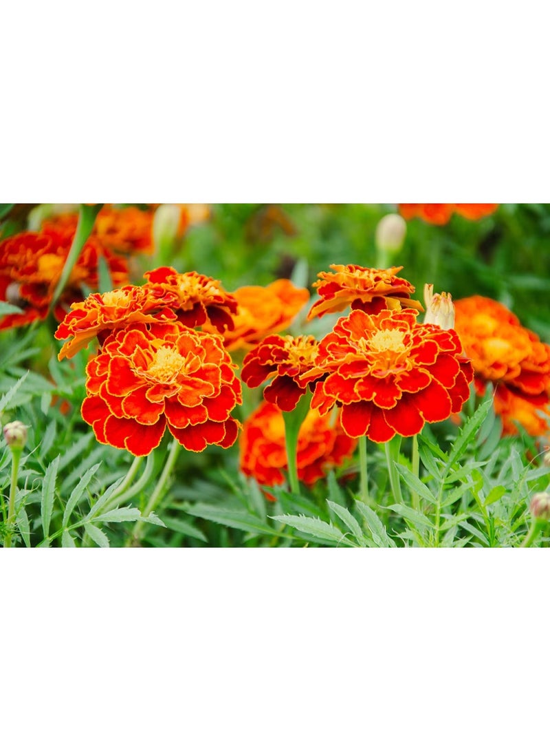 vsell24 Majestic Maidenhair Marigold Seeds Elegant Blooms for a Lush Garden 3-Pack - Image 3