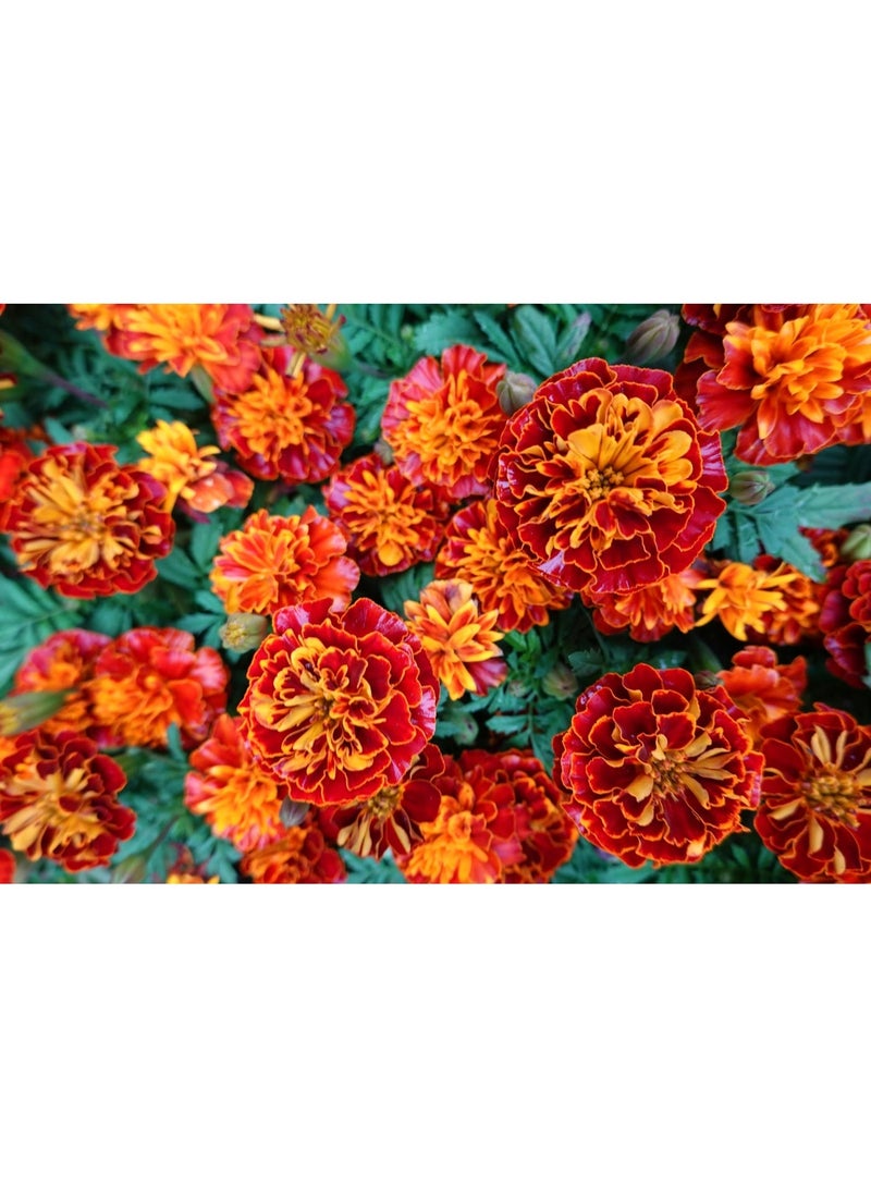 vsell24 Majestic Maidenhair Marigold Seeds Elegant Blooms for a Lush Garden 3-Pack - Image 1