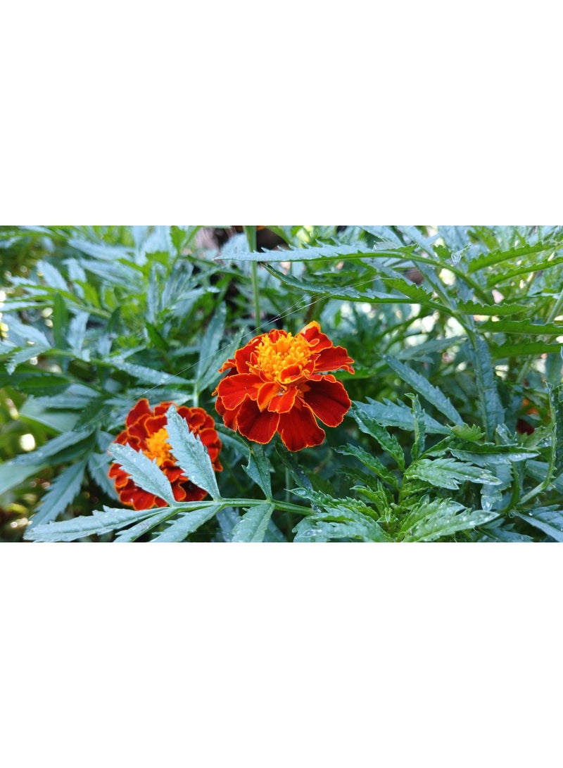 vsell24 Majestic Maidenhair Marigold Seeds Elegant Blooms for a Lush Garden 3-Pack - Image 2