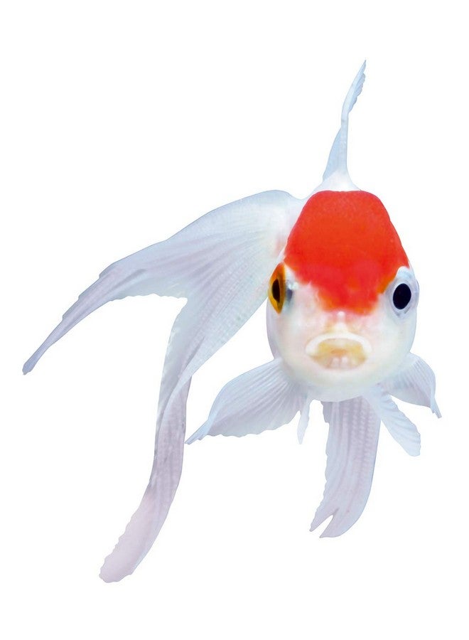 سيرا طعام سمك جولدي كولور سبيرولينا، 1 لتر - Image 4