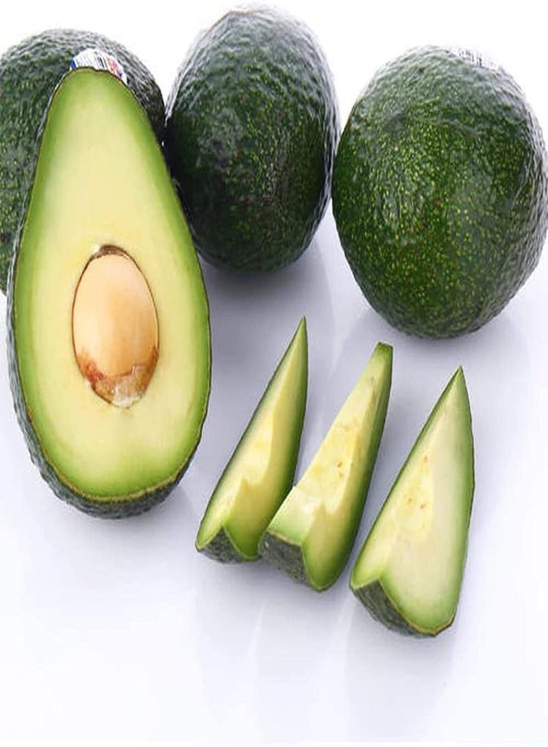 GGOOT 10Stück Avocado Samen Obstanbau im Freien hoher Zierwert eine der Lieblingsfrüchte von Gärtnern bringt Farbe in Ihren Garten Einfach zu züchten - Image 2