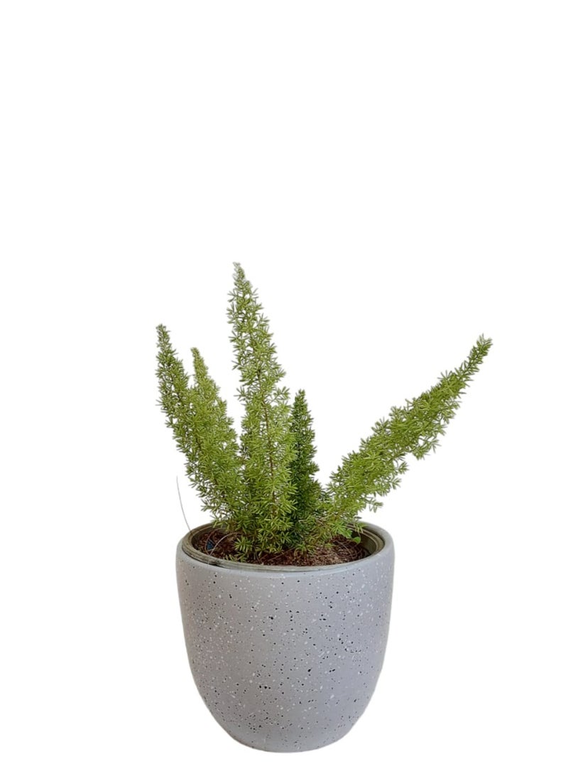 Shatla Shop Asparagus with grey terrazzo pot 