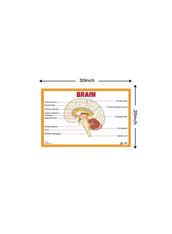 BRAIN - CHARTS [Wall Chart] - Image 2