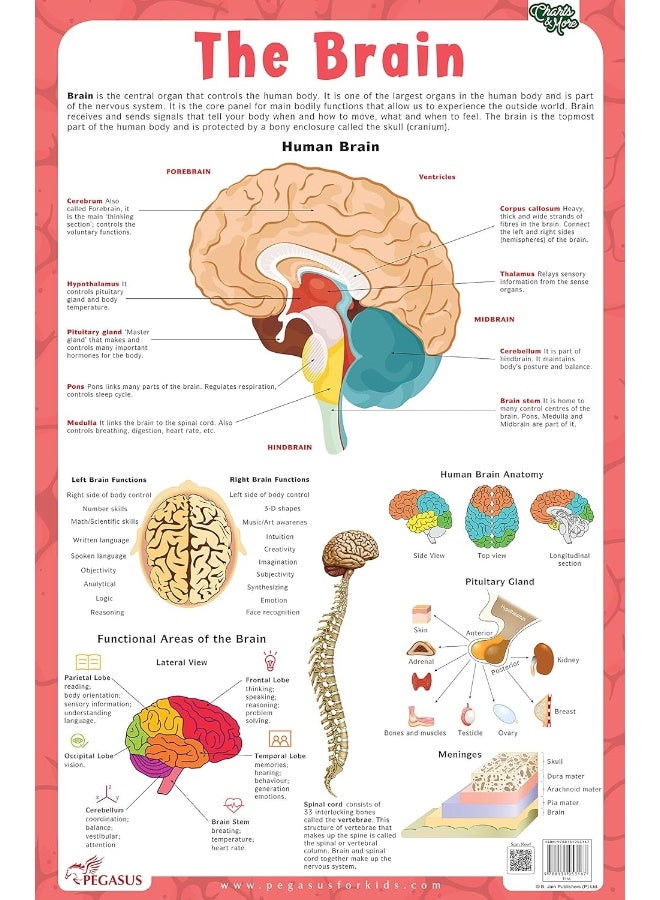 BRAIN - CHARTS [Wall Chart] - Image 1