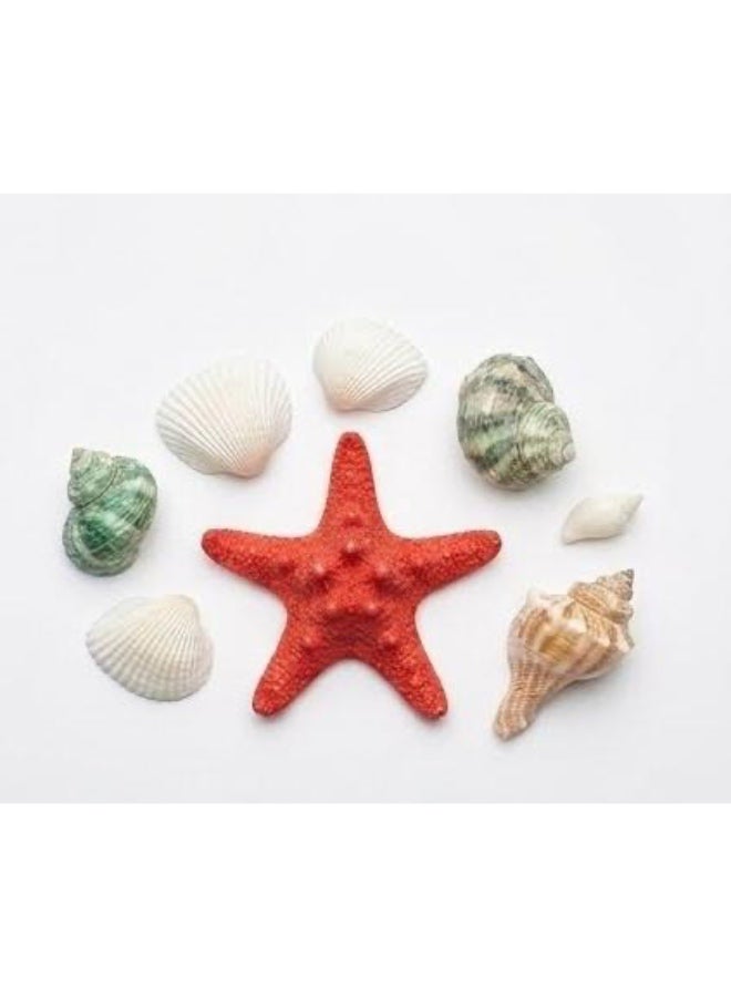 Assorted Natural Sea Shells with Starfish in Mesh Bag - Image 3