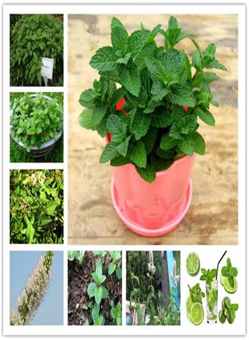 10pcs  Vegetable Mint SeedsPlant Seed Peppermint Spearmint Field Mint Catnip Semillas De Flores Home Garden Adornment - (Color: 8)
