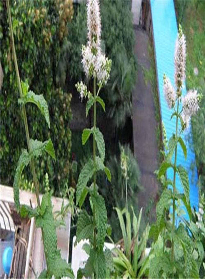 10pcs  Vegetable Mint SeedsPlant Seed Peppermint Spearmint Field Mint Catnip Semillas De Flores Home Garden Adornment - (Color: 8)