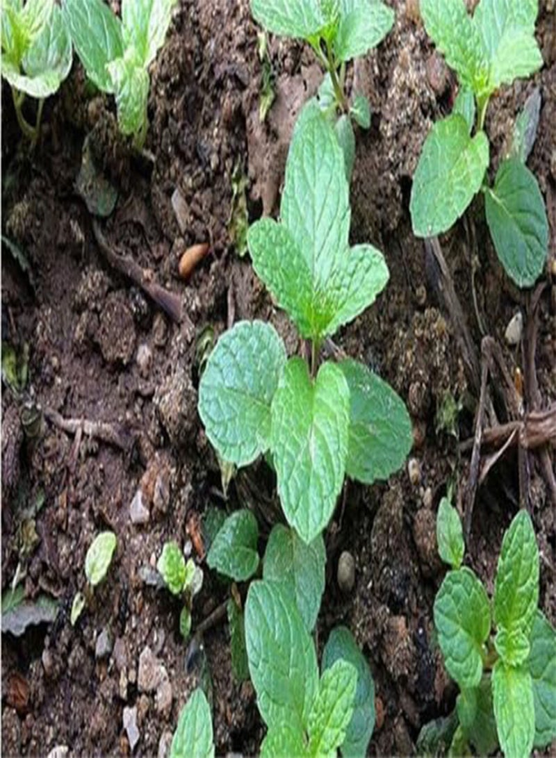 10pcs  Vegetable Mint SeedsPlant Seed Peppermint Spearmint Field Mint Catnip Semillas De Flores Home Garden Adornment - (Color: 8)