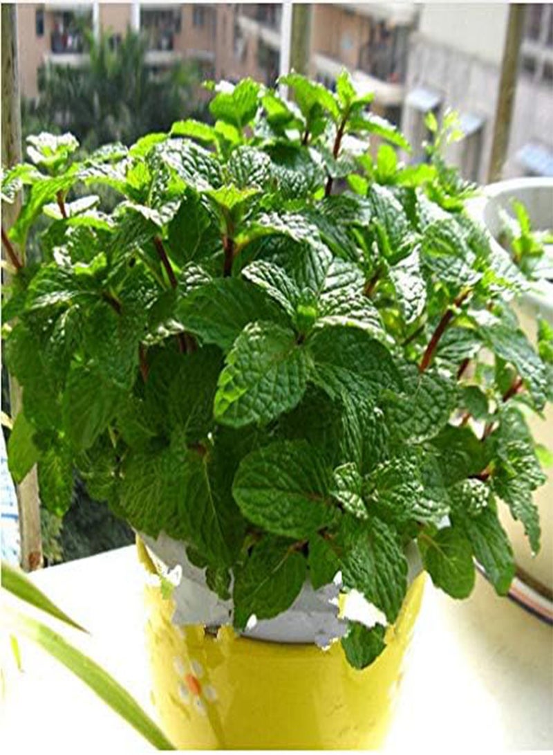 10pcs  Vegetable Mint SeedsPlant Seed Peppermint Spearmint Field Mint Catnip Semillas De Flores Home Garden Adornment - (Color: 8)