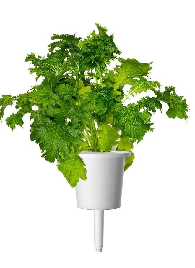 Click & Grow Plant pod 3-pack Wasabi Mustard