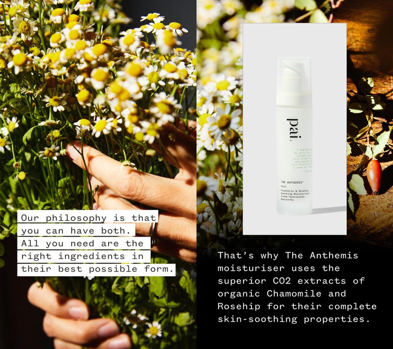 PAI SKINCARE - The Anthemis: Organic Chamomile + Rosehip Soothing Facial Moisturizer | Natural, Vegan, Sensitive Skincare (1.7 fl oz | 50 mL) - Image 3