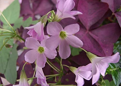 Ficoszo 12PCS Purple Shamrocks Bulbs Good Luck Plant Purple Oxalis Bulbs for Planting Grows Indoor or Outdoor Oxalis Triangularis Bulb The Novice - Image 3