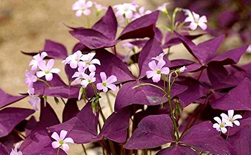 Ficoszo 12PCS Purple Shamrocks Bulbs Good Luck Plant Purple Oxalis Bulbs for Planting Grows Indoor or Outdoor Oxalis Triangularis Bulb The Novice - Image 5