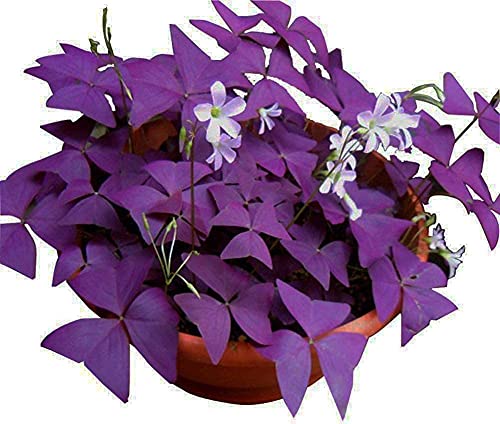 Ficoszo 12PCS Purple Shamrocks Bulbs Good Luck Plant Purple Oxalis Bulbs for Planting Grows Indoor or Outdoor Oxalis Triangularis Bulb The Novice - Image 1