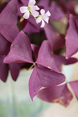 Ficoszo 12PCS Purple Shamrocks Bulbs Good Luck Plant Purple Oxalis Bulbs for Planting Grows Indoor or Outdoor Oxalis Triangularis Bulb The Novice - Image 4