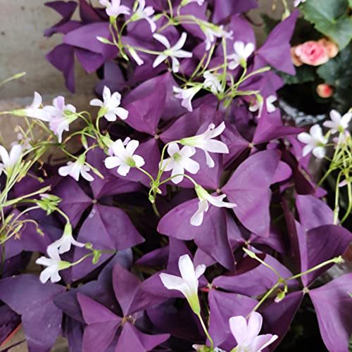 Ficoszo 12PCS Purple Shamrocks Bulbs Good Luck Plant Purple Oxalis Bulbs for Planting Grows Indoor or Outdoor Oxalis Triangularis Bulb The Novice - Image 2
