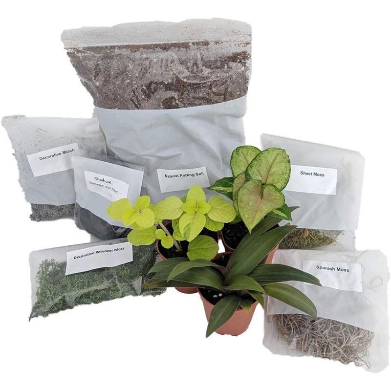 مجموعة حديقة تيراريوم/حديقة خيالية مع 3 نباتات - اصنع حديقة تيراريوم حية خاصة بك - Image 1