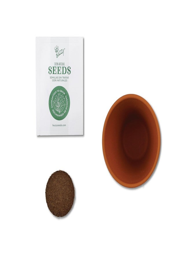 BUZZY Terracotta Mini Grow Pots | Mini Daisy 6-Pack | Daydream Collection | Best Gardening Gifts, Favors, Weddings, Parties, Events, Modern, Trendy, Unique, and Fun | Growth Guaranteed - Image 3
