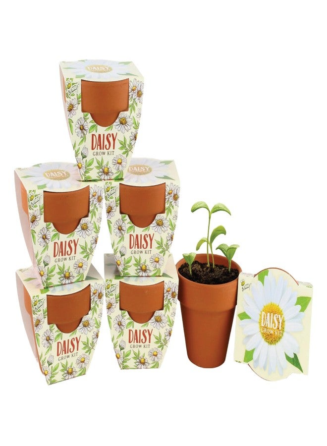 BUZZY Terracotta Mini Grow Pots | Mini Daisy 6-Pack | Daydream Collection | Best Gardening Gifts, Favors, Weddings, Parties, Events, Modern, Trendy, Unique, and Fun | Growth Guaranteed - Image 1