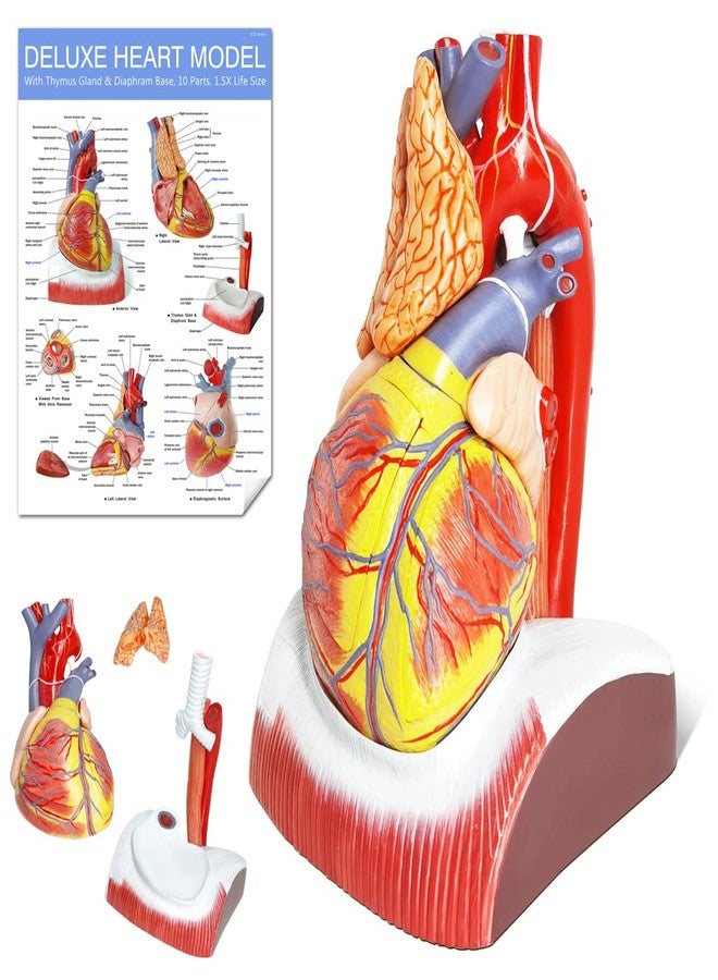 EVOTECH SCIENTIFIC Deluxe Human Heart Model with Thymus Gland & Diaphram Base, 10 Parts 1.5X Life Size Large Anatomical Heart Model for Classroom and Cardiology Study - Image 1