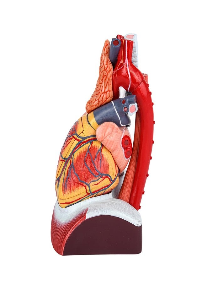 EVOTECH SCIENTIFIC Deluxe Human Heart Model with Thymus Gland & Diaphram Base, 10 Parts 1.5X Life Size Large Anatomical Heart Model for Classroom and Cardiology Study - Image 3