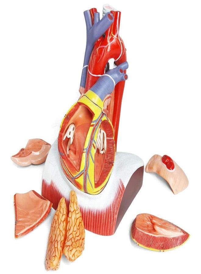 EVOTECH SCIENTIFIC Deluxe Human Heart Model with Thymus Gland & Diaphram Base, 10 Parts 1.5X Life Size Large Anatomical Heart Model for Classroom and Cardiology Study - Image 2